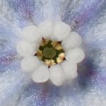 ヤマルリソウ の写真です。横浜市で、2025年3月25日に撮影したものです。