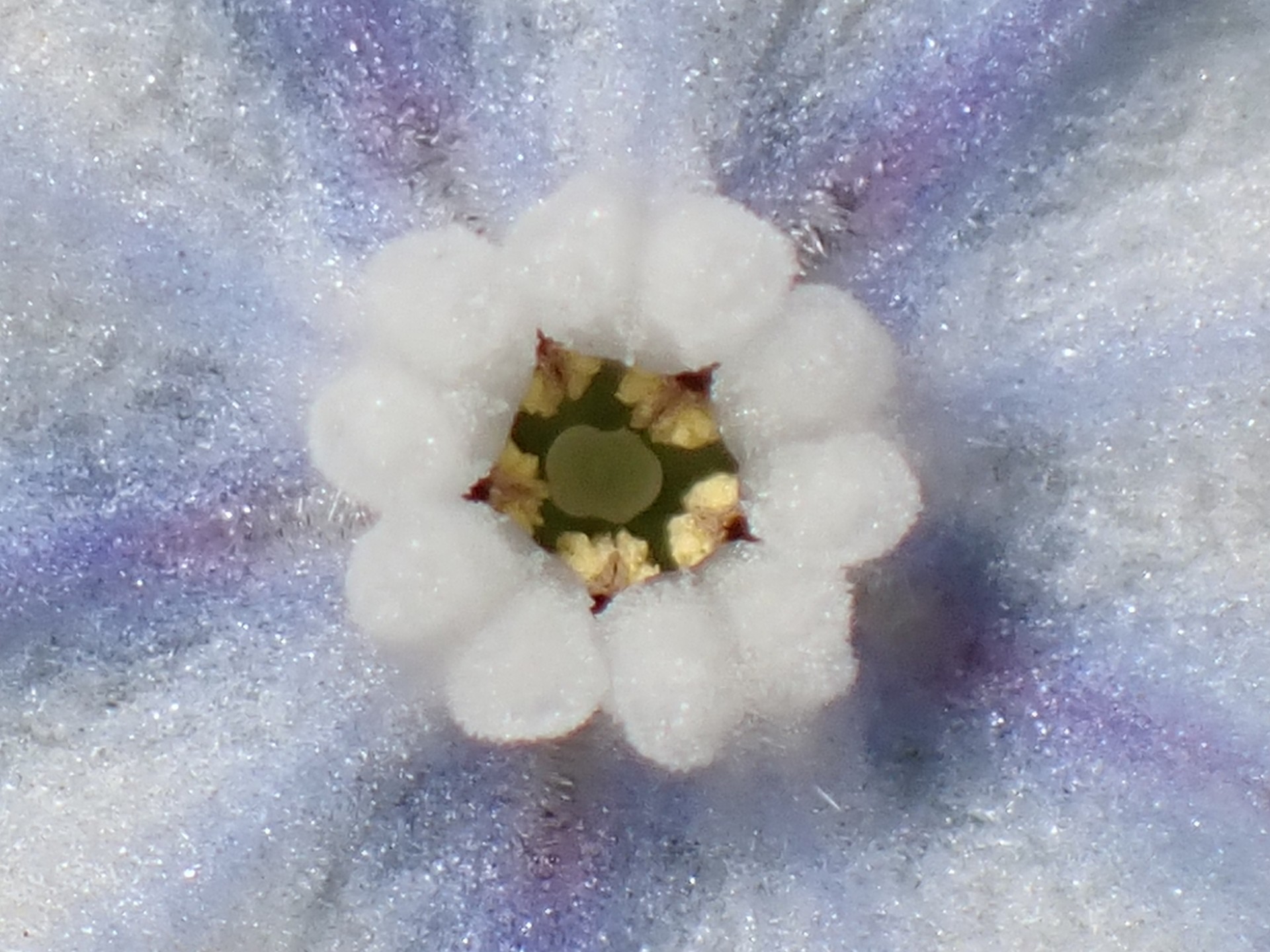 ヤマルリソウ の写真です。横浜市で、2025年3月25日に撮影したものです。