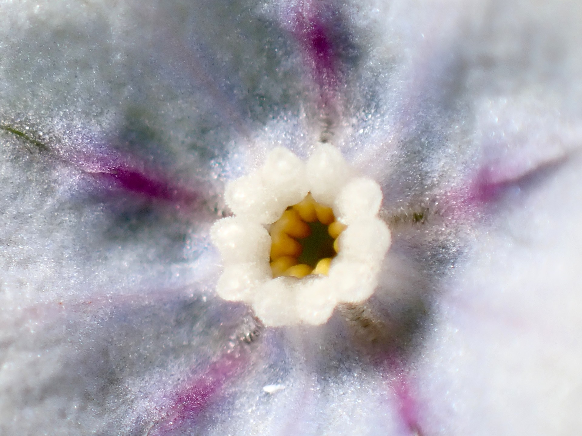 ヤマルリソウ の高画質写真です。横浜市で、2025年3月13日に撮影したものです。