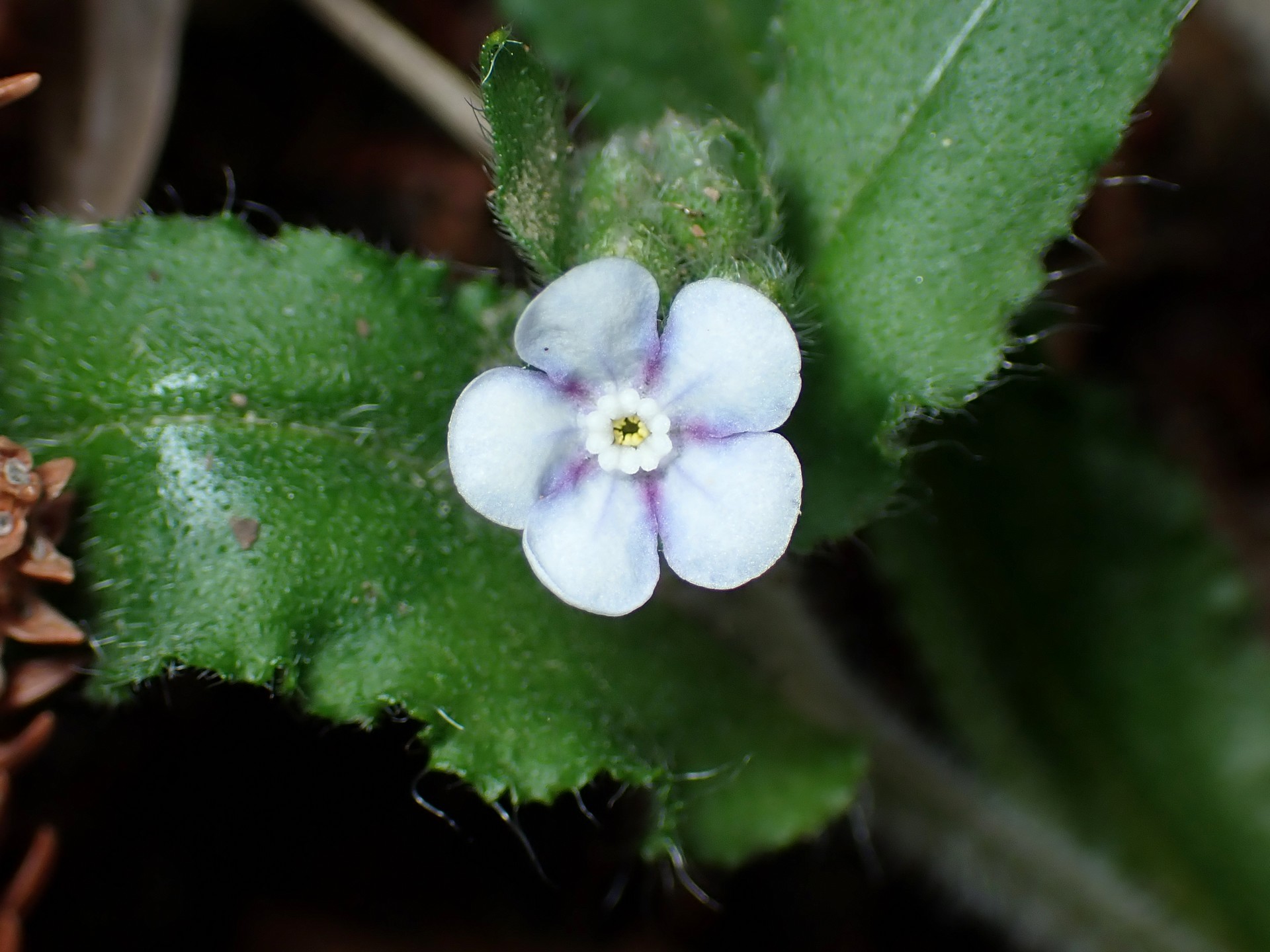 ヤマルリソウ の写真です。横浜市で、2025年3月25日に撮影したものです。