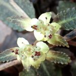 ヨゴレネコノメ の高画質写真です。横浜市で、2025年3月17日に撮影したものです。