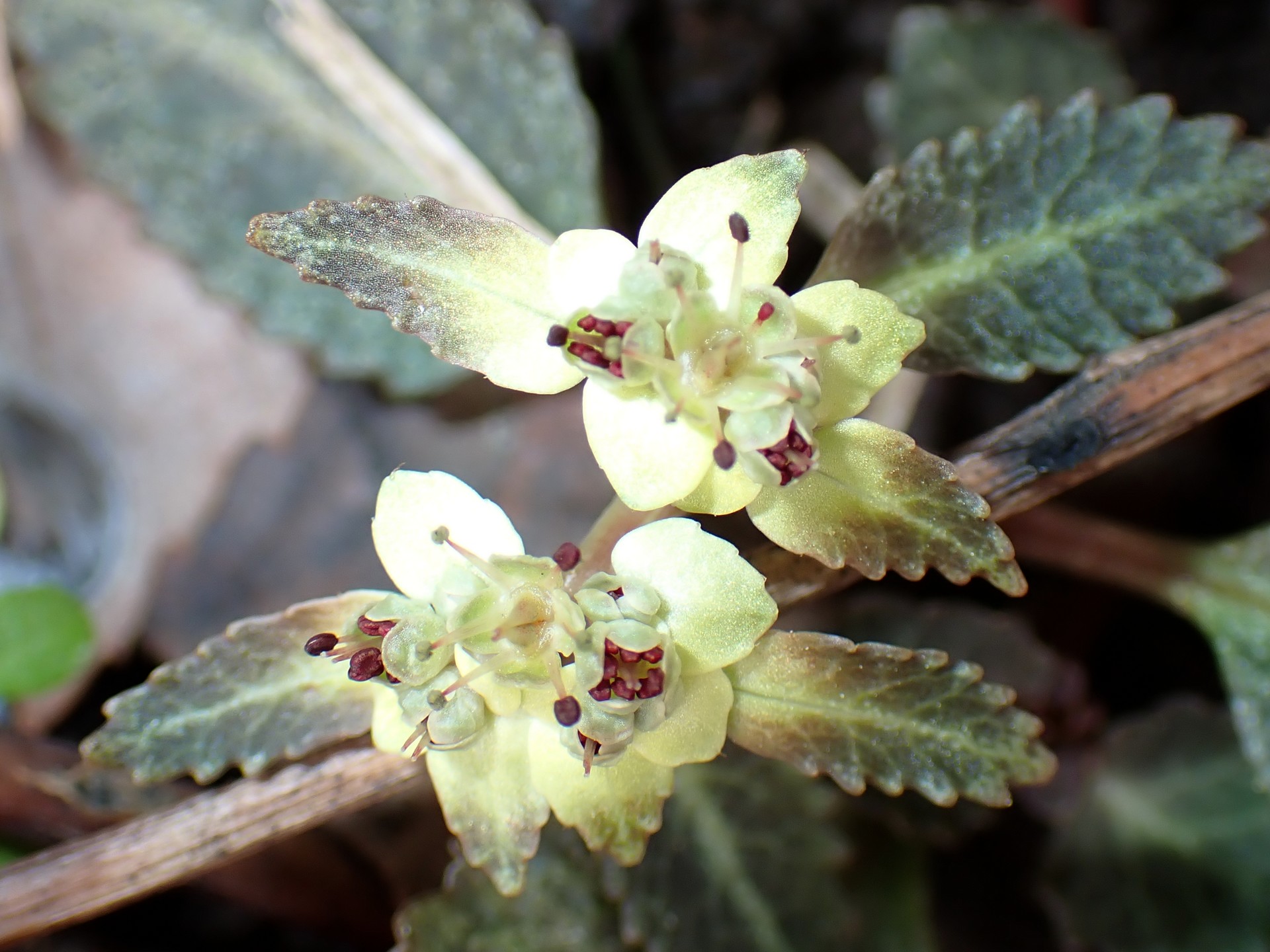 ヨゴレネコノメ の高画質写真です。横浜市で、2025年3月17日に撮影したものです。
