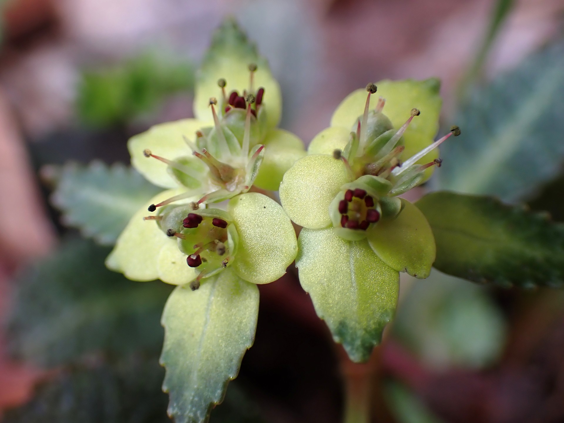 ヨゴレネコノメ の高画質写真です。横浜市で、2025年3月17日に撮影したものです。