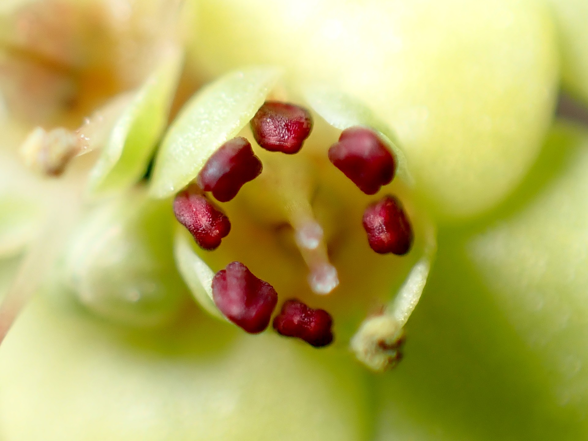 ヨゴレネコノメ の高画質写真です。横浜市で、2025年3月17日に撮影したものです。