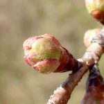 ヨウコウザクラ の高画質写真です。横浜市で、2025年3月9日に撮影したものです。