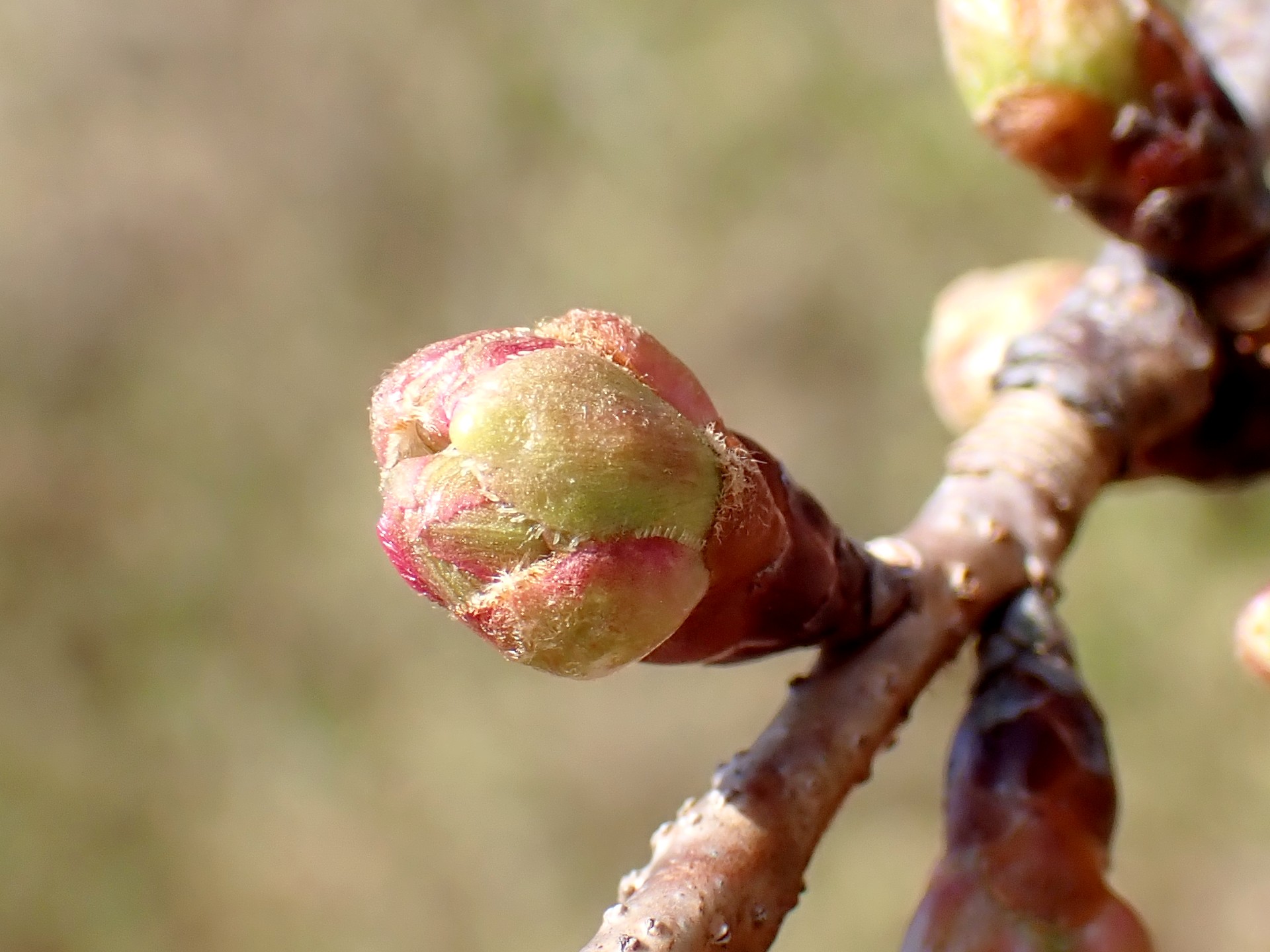 ヨウコウザクラ の高画質写真です。横浜市で、2025年3月9日に撮影したものです。