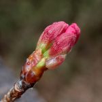 ヨウコウザクラ の高画質写真です。横浜市で、2025年3月17日に撮影したものです。