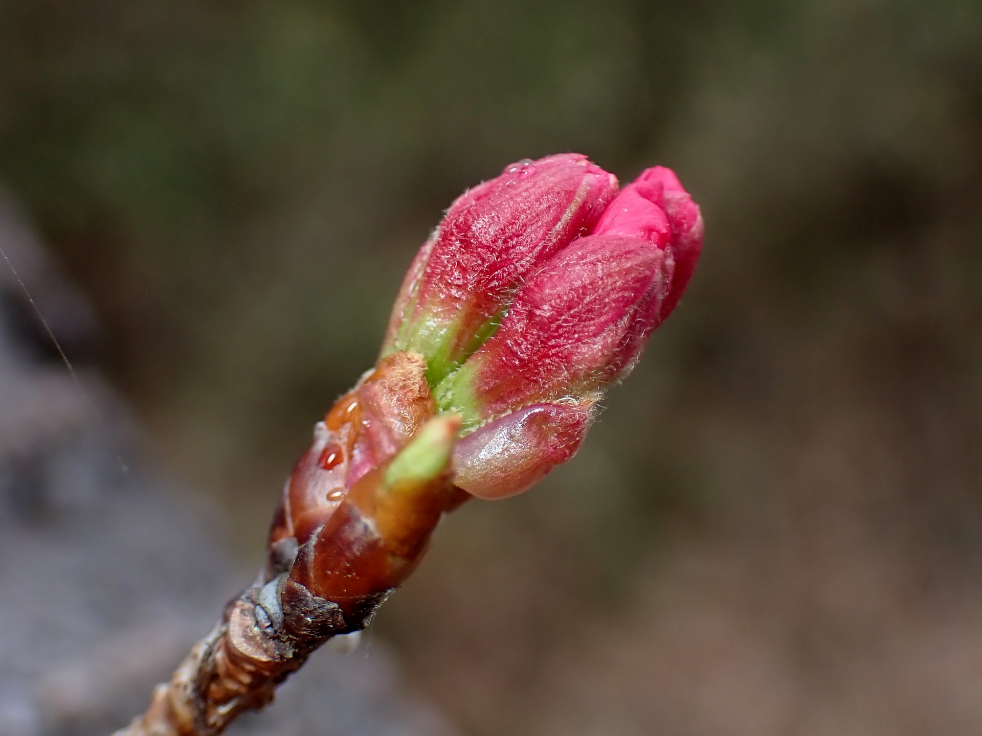 ヨウコウザクラ の高画質写真です。横浜市で、2025年3月17日に撮影したものです。