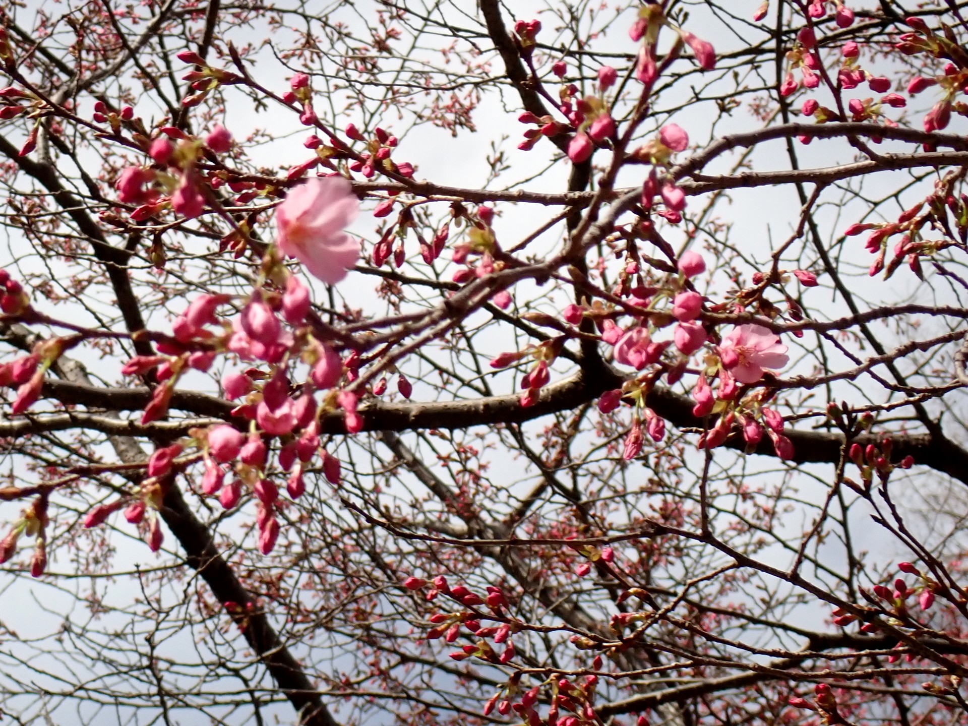 ヨウコウザクラ の高画質写真です。横浜市で、2025年3月17日に撮影したものです。