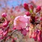 ヨウコウザクラ の高画質写真です。横浜市で、2025年3月20日に撮影したものです。