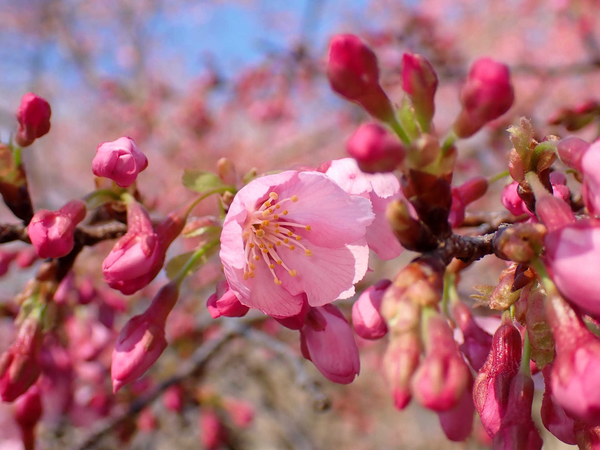 ヨウコウザクラ の高画質写真です。横浜市で、2025年3月20日に撮影したものです。