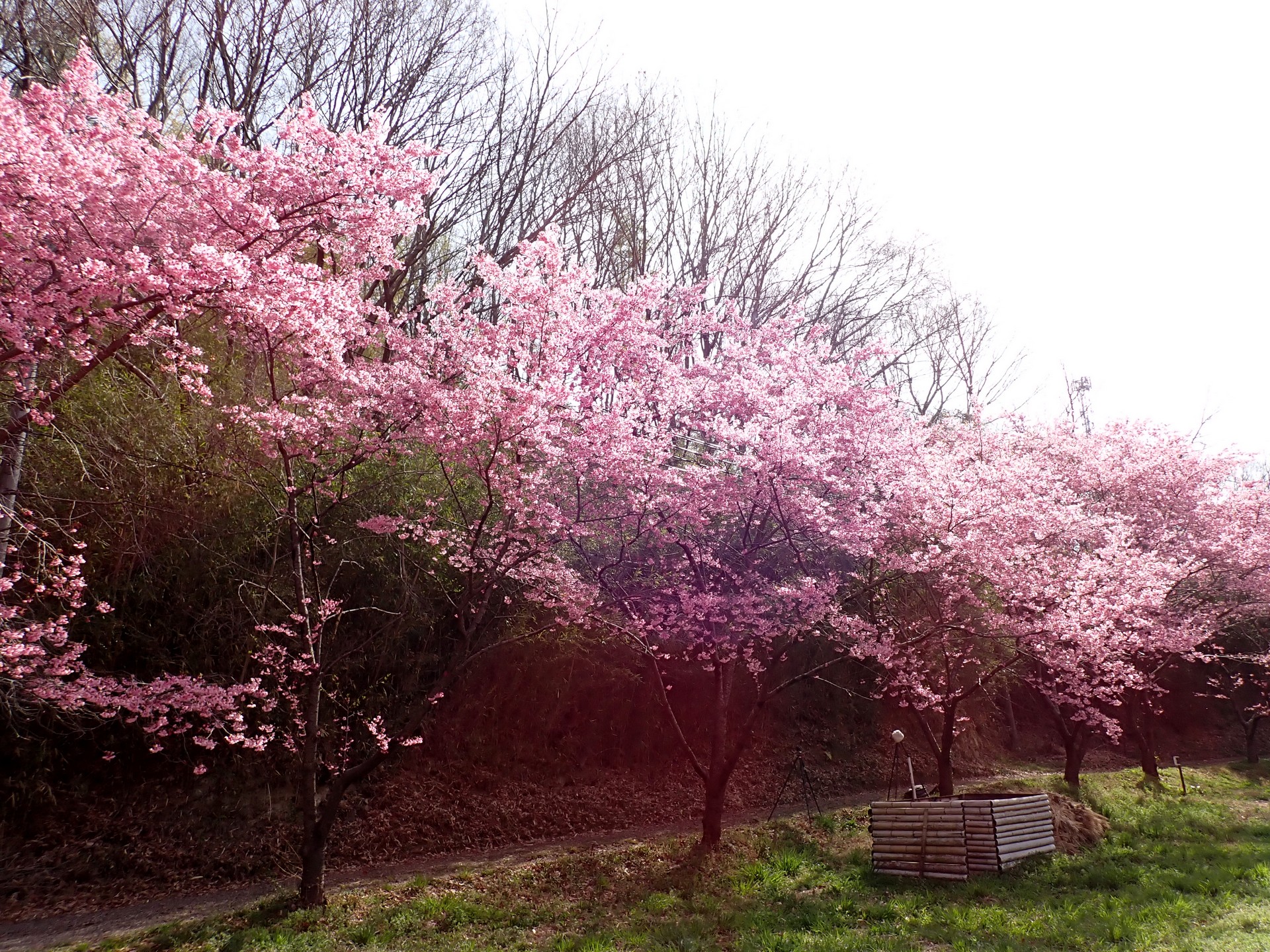 ヨウコウザクラ の写真です。横浜市で、2025年3月25日に撮影したものです。