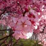 ヨウコウザクラ の写真です。横浜市で、2025年3月25日に撮影したものです。