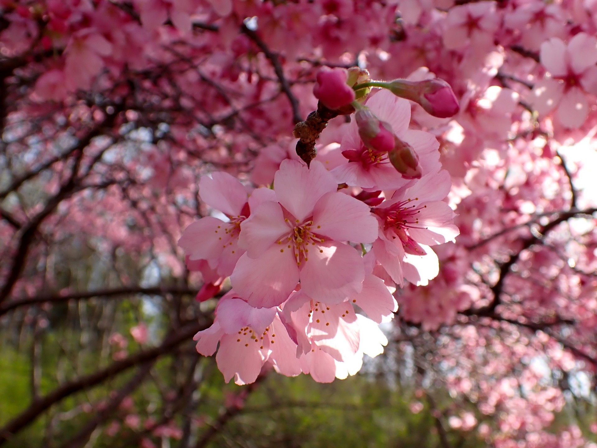 ヨウコウザクラ の写真です。横浜市で、2025年3月25日に撮影したものです。