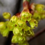 アブラチャン の写真です。横浜市で、2025年4月3日に撮影したものです。