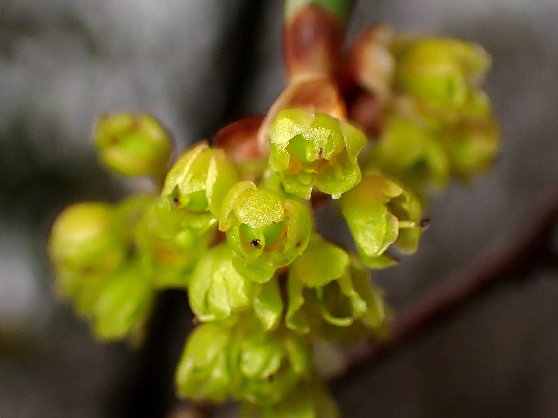 アブラチャン の写真です。横浜市で、2025年4月3日に撮影したものです。