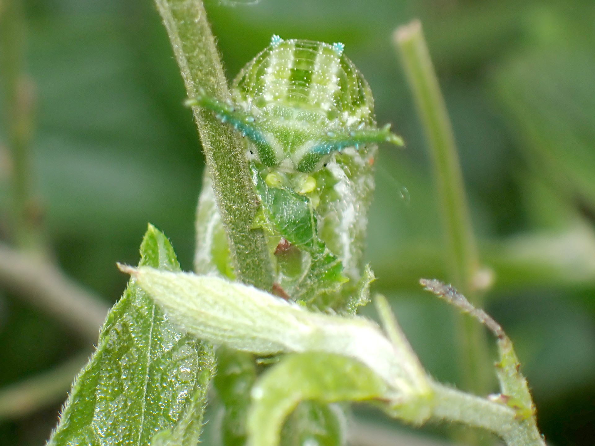 アカボシゴマダラ 幼虫 の高画質写真です。横浜市で、2025年4月25日に撮影したものです。
