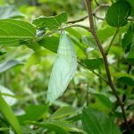 アカボシゴマダラ サナギ の高画質写真です。横浜市で、2025年4月25日に撮影したものです。