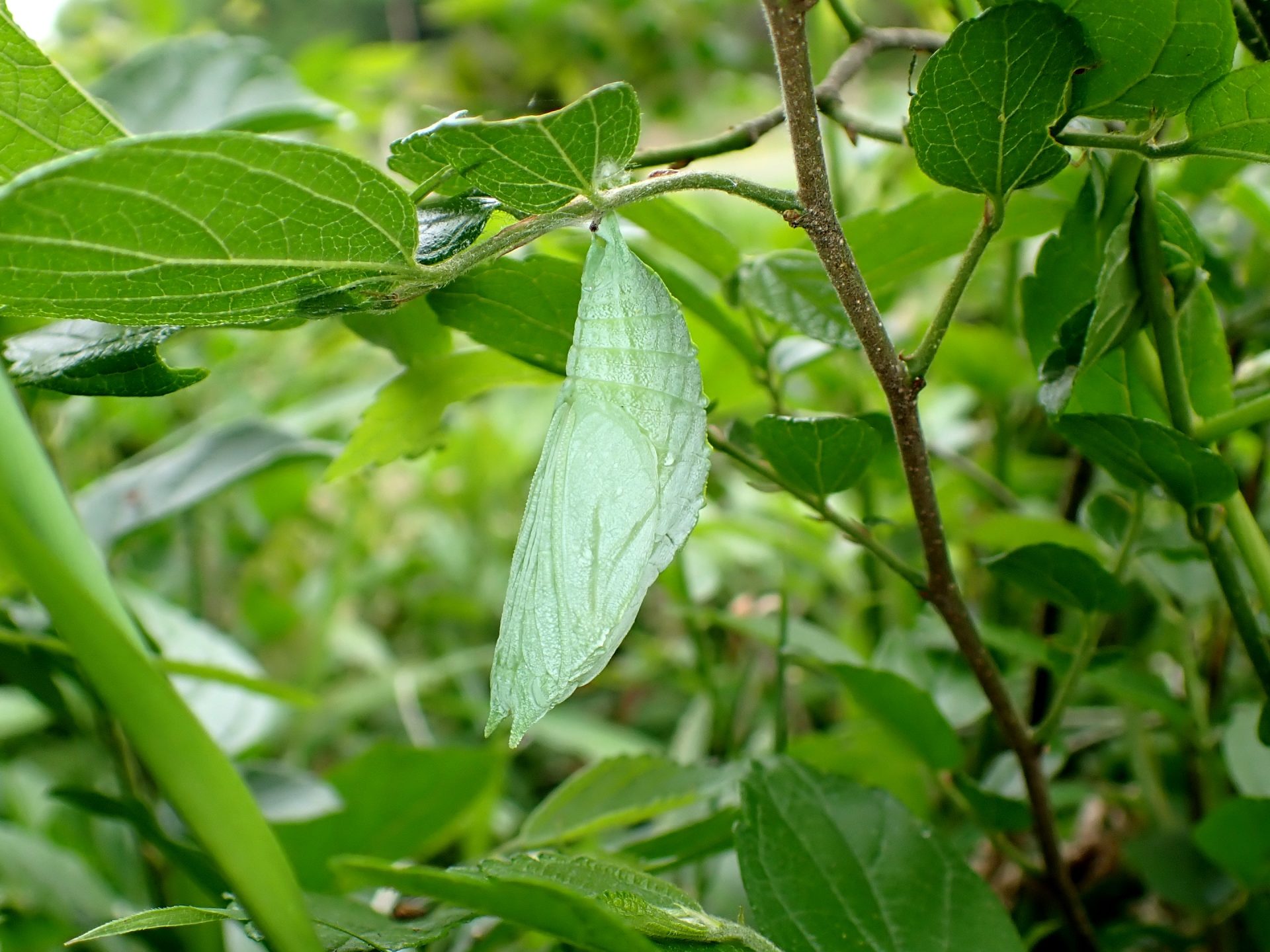 アカボシゴマダラ サナギ の高画質写真です。横浜市で、2025年4月25日に撮影したものです。