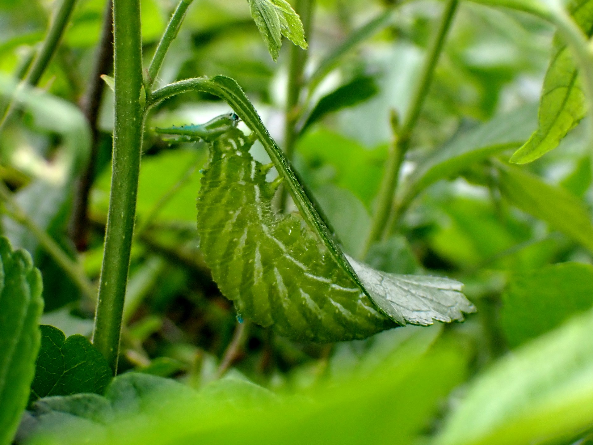 アカボシゴマダラ 蛹化中 の高画質写真です。横浜市で、2025年4月25日に撮影したものです。