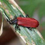 アカハネムシ の高画質写真です。横浜市で、2025年4月11日に撮影したものです。