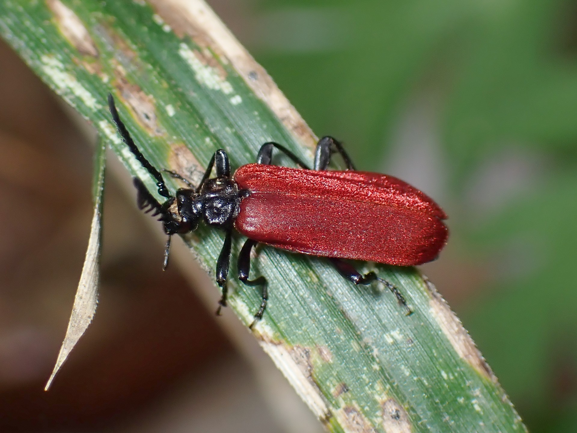 アカハネムシ の高画質写真です。横浜市で、2025年4月11日に撮影したものです。