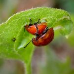 アカイロマルノミハムシ の高画質写真です。横浜市で、2025年4月18日に撮影したものです。