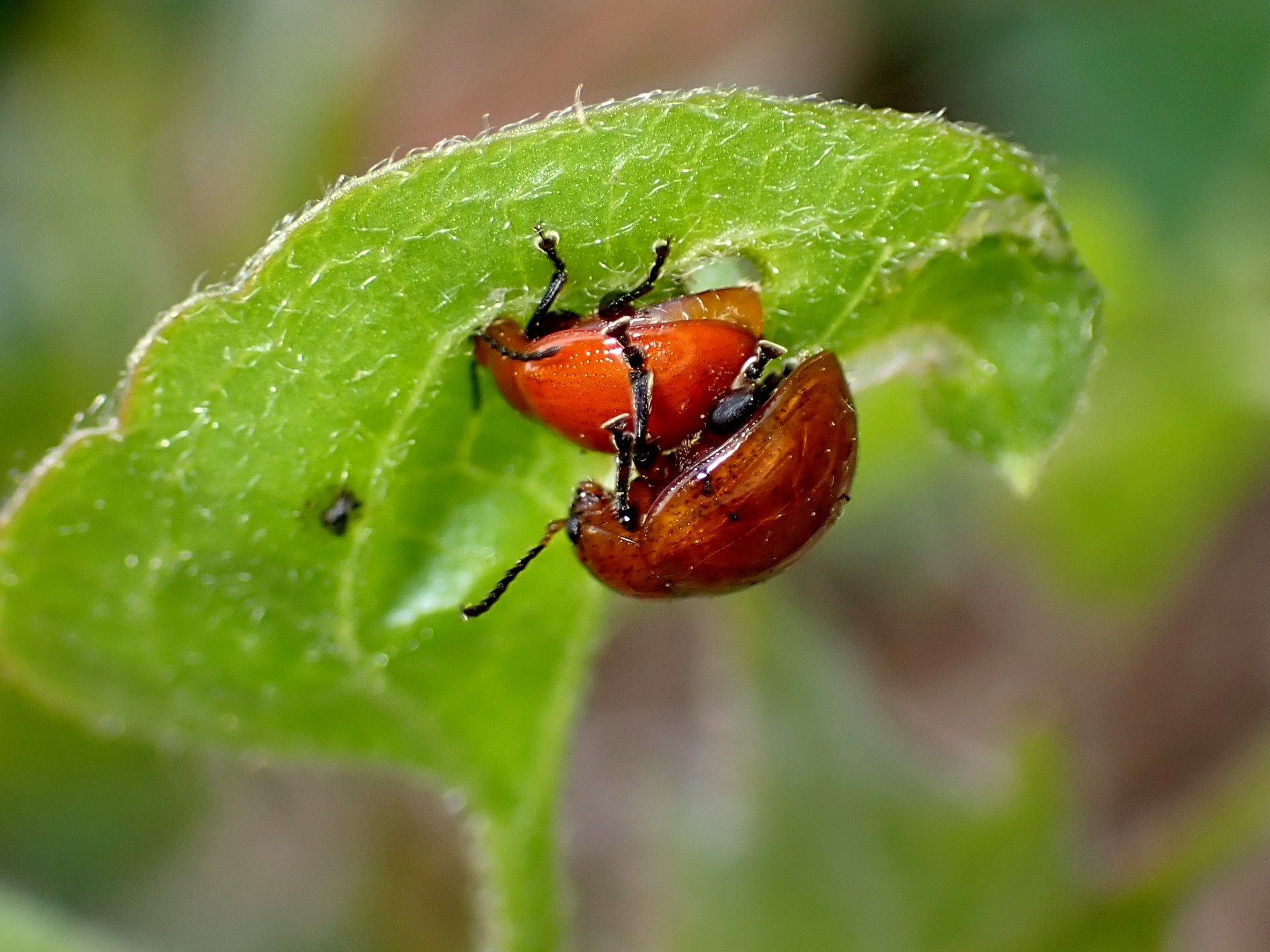 アカイロマルノミハムシ の高画質写真です。横浜市で、2025年4月18日に撮影したものです。