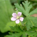 アメリカフウロ の高画質写真です。横浜市で、2025年4月25日に撮影したものです。