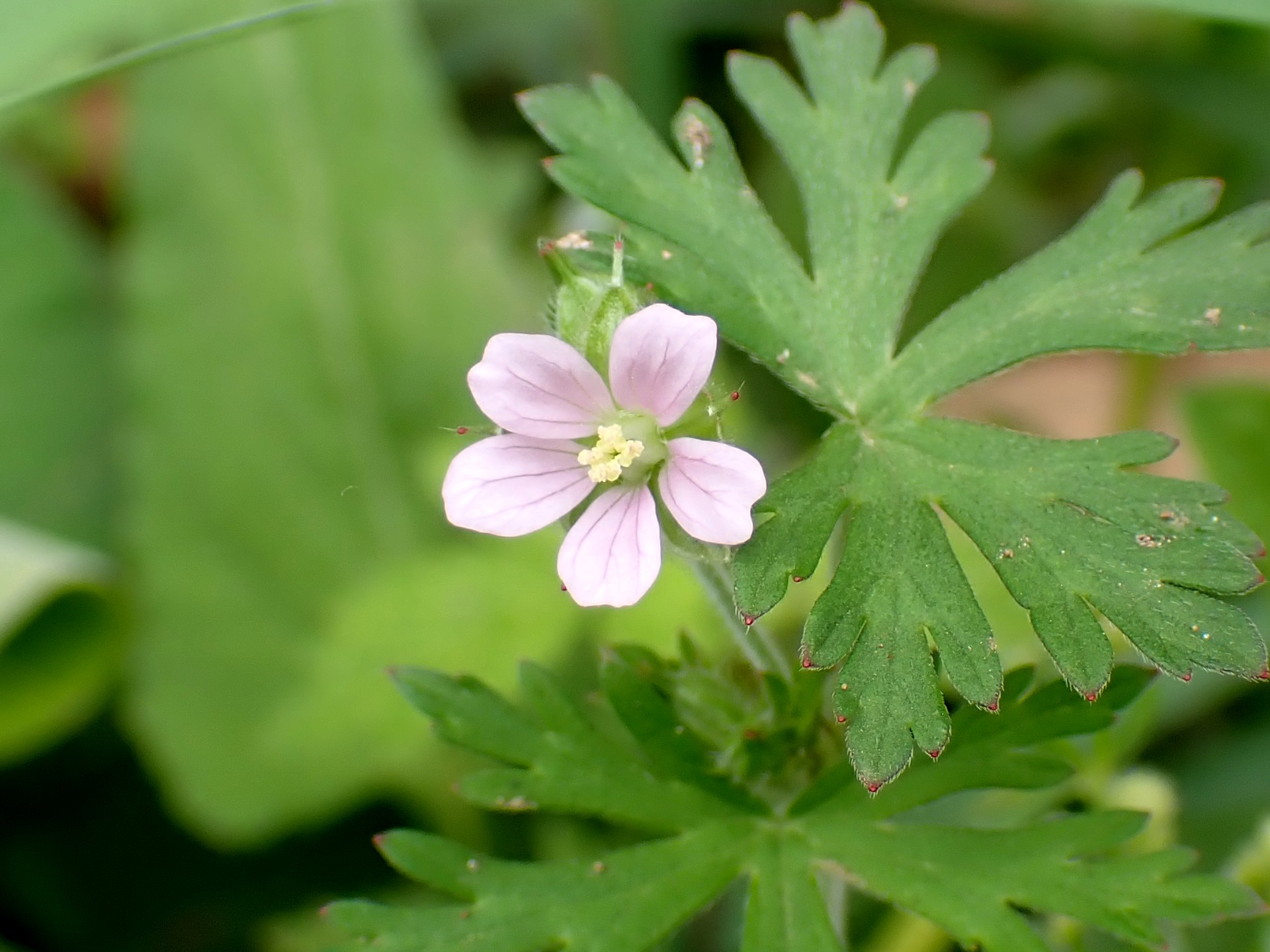 アメリカフウロ の高画質写真です。横浜市で、2025年4月25日に撮影したものです。