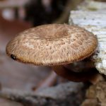 アミスギタケ の高画質写真です。横浜市で、2025年4月21日に撮影したものです。