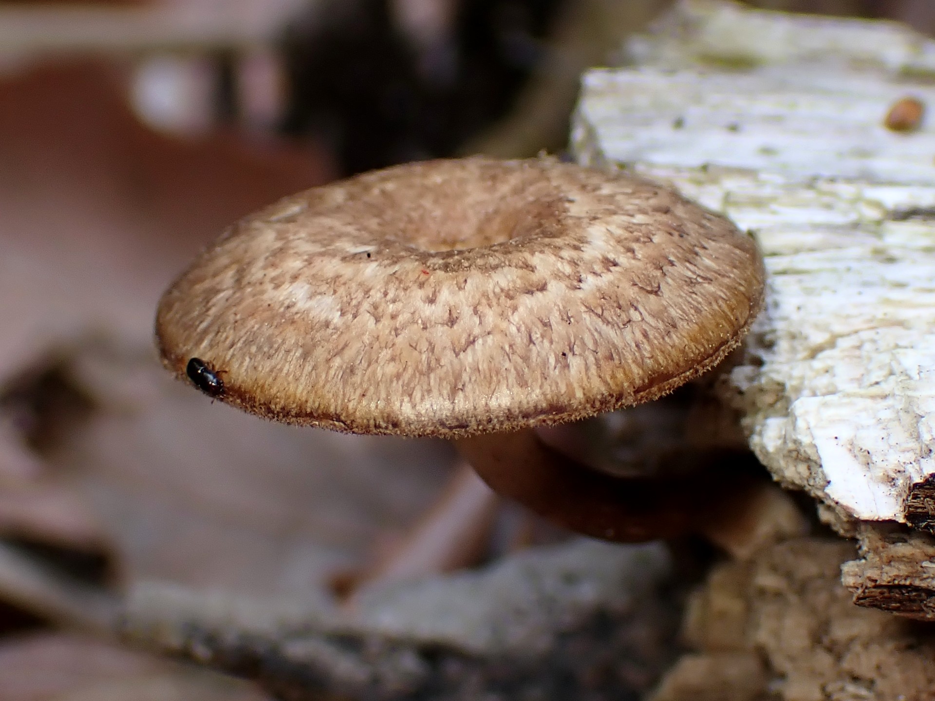 アミスギタケ の高画質写真です。横浜市で、2025年4月21日に撮影したものです。