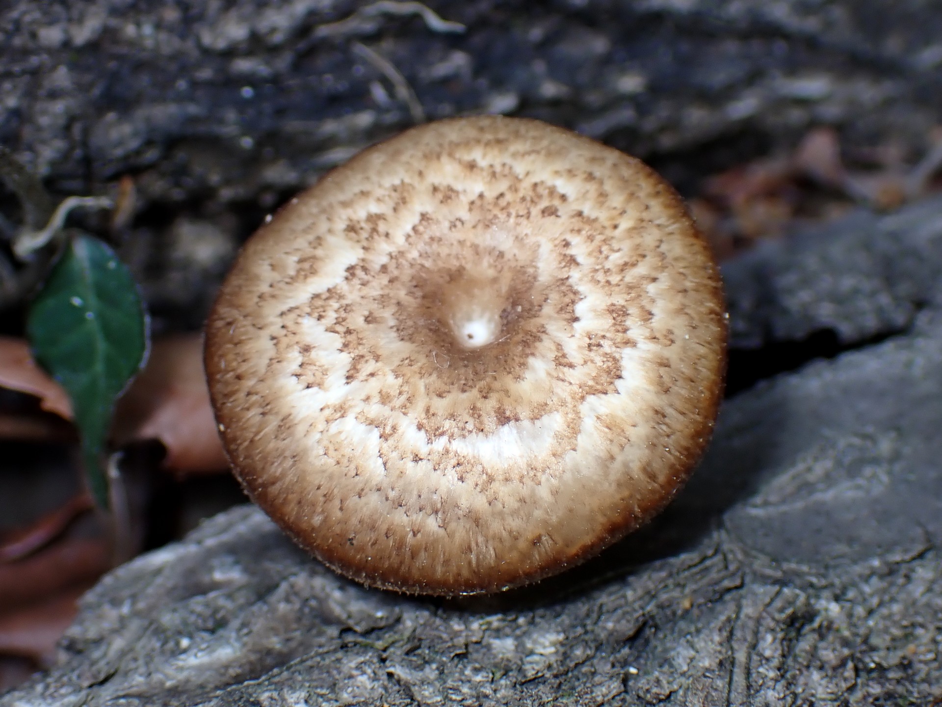 アミスギタケ の高画質写真です。横浜市で、2025年4月21日に撮影したものです。