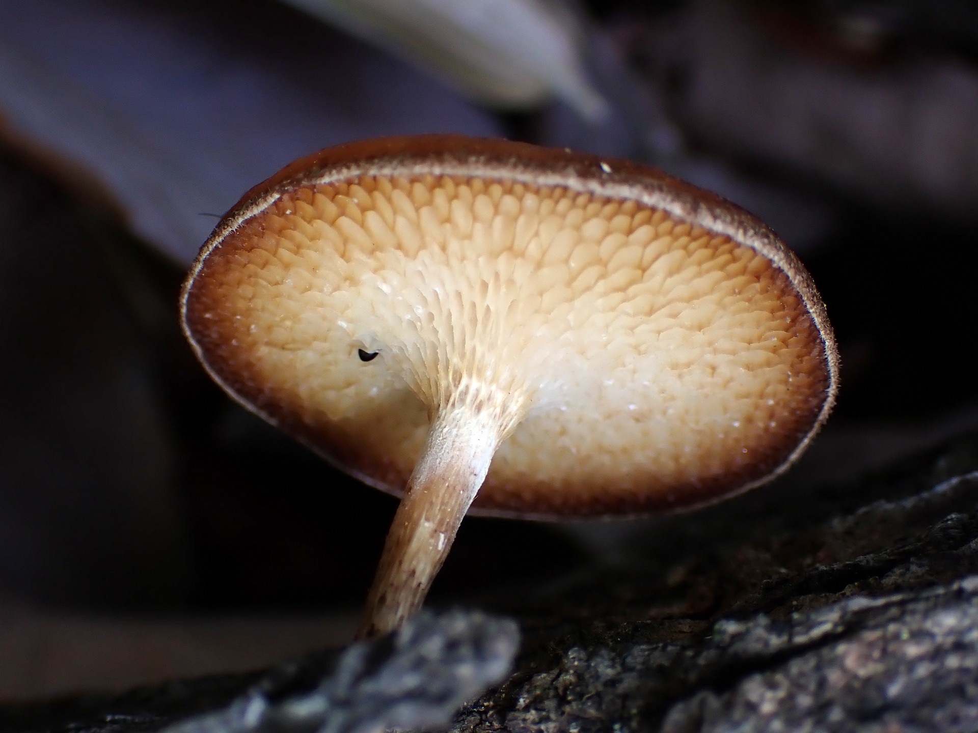 アミスギタケ の高画質写真です。横浜市で、2025年4月21日に撮影したものです。