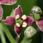 アオキ の高画質写真です。横浜市で、2025年4月7日に撮影したものです。