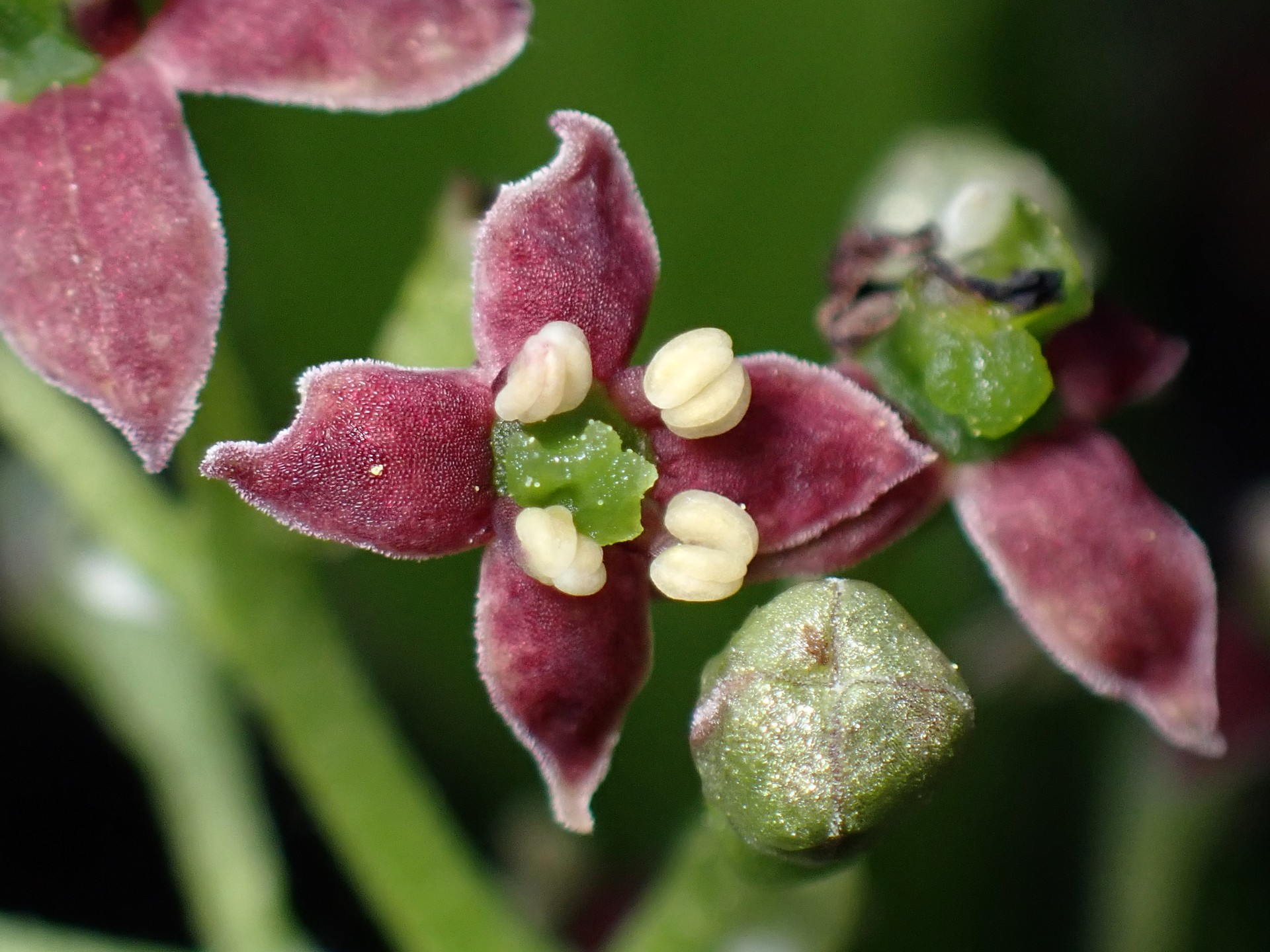 アオキ の高画質写真です。横浜市で、2025年4月7日に撮影したものです。