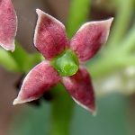 アオキ の高画質写真です。横浜市で、2025年4月8日に撮影したものです。