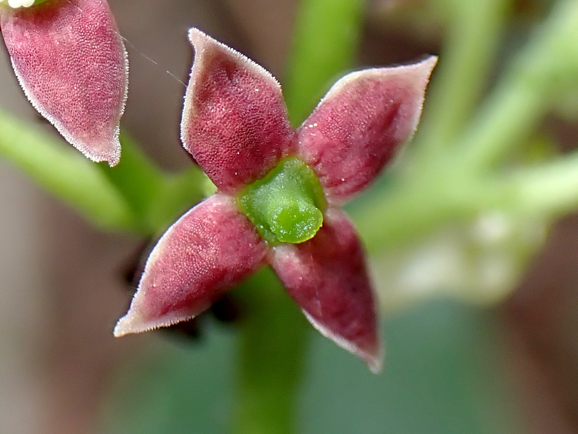 アオキ の高画質写真です。横浜市で、2025年4月8日に撮影したものです。
