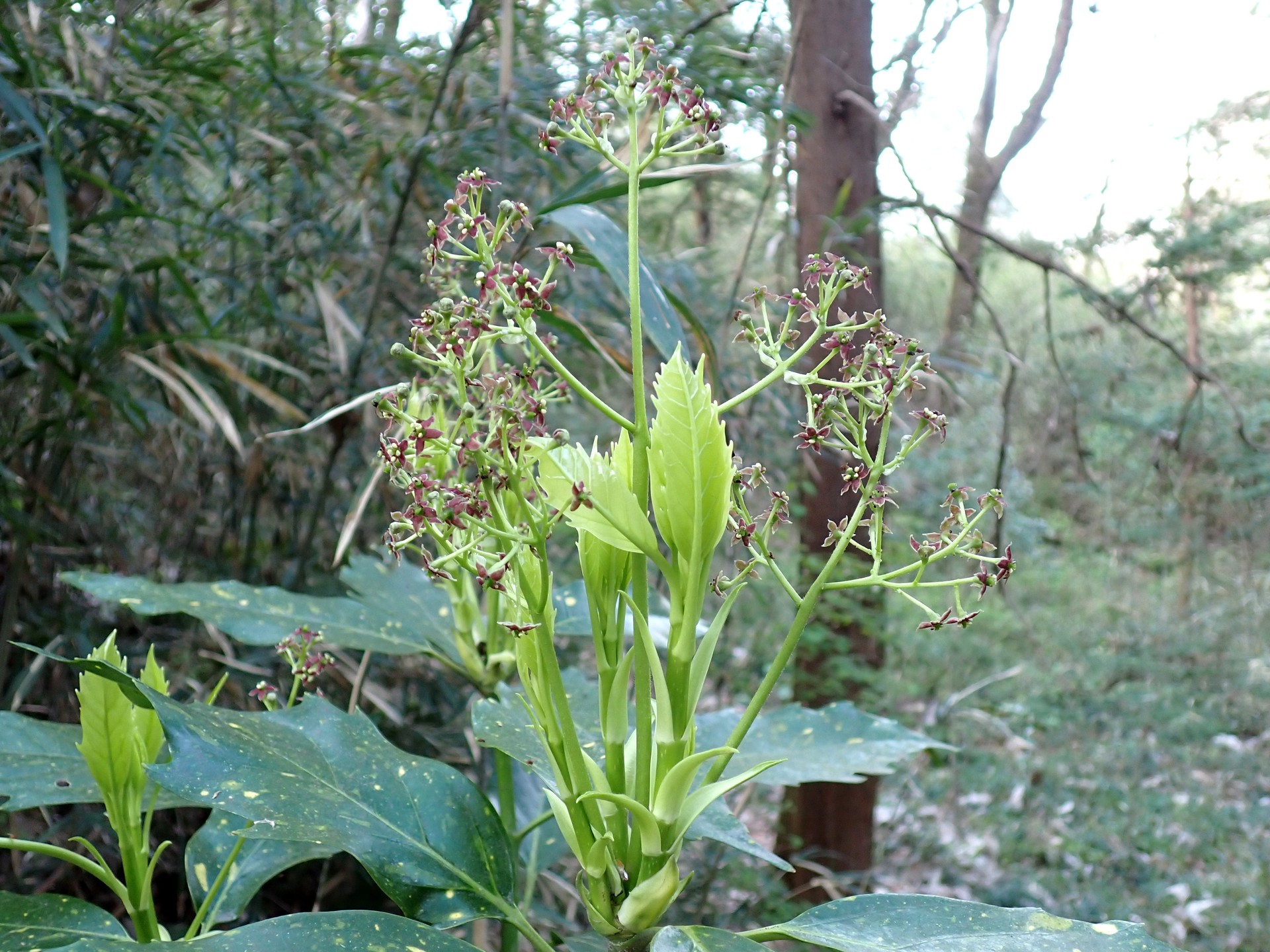 アオキ の高画質写真です。横浜市で、2025年4月7日に撮影したものです。