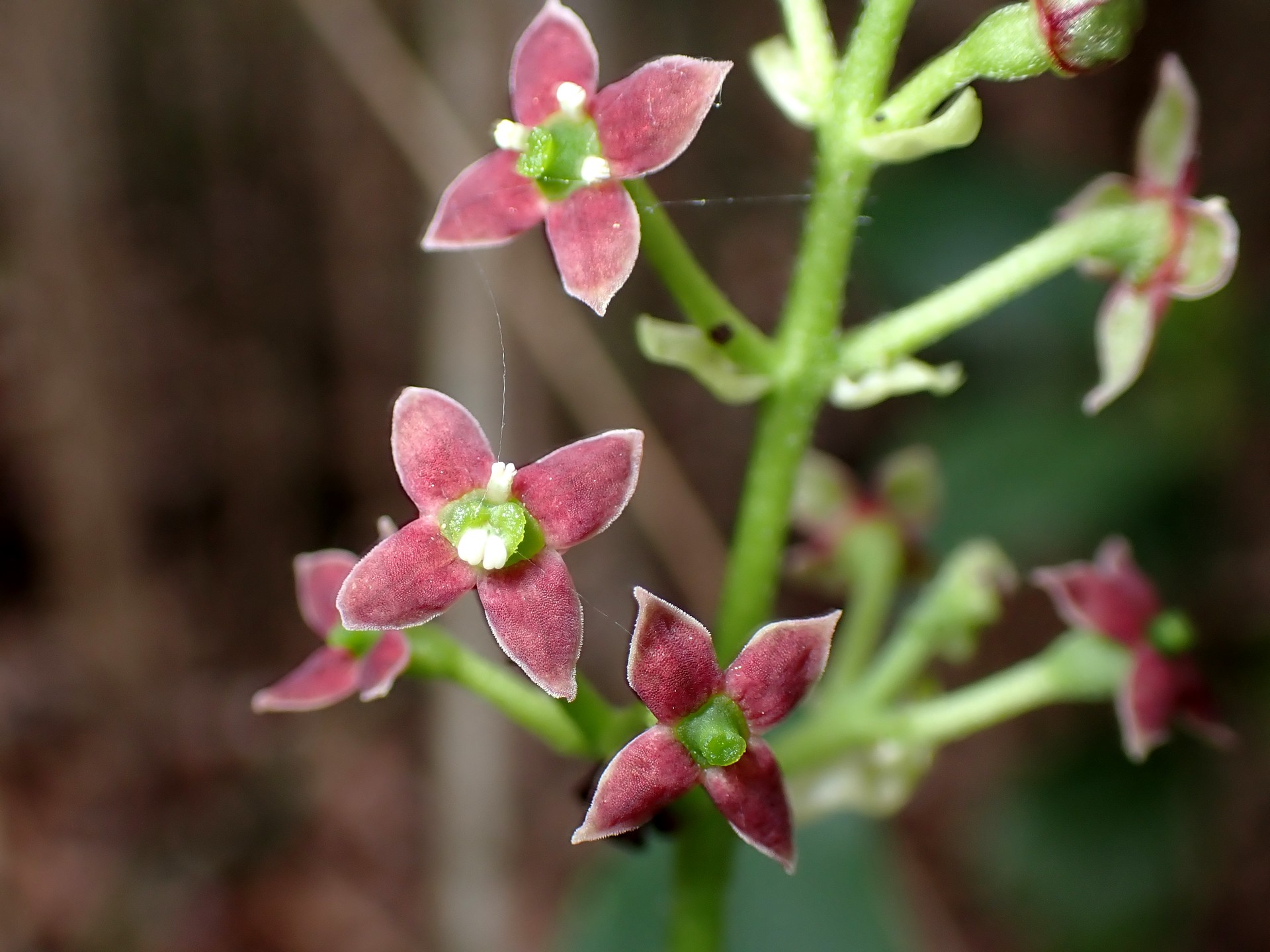 アオキ の高画質写真です。横浜市で、2025年4月8日に撮影したものです。