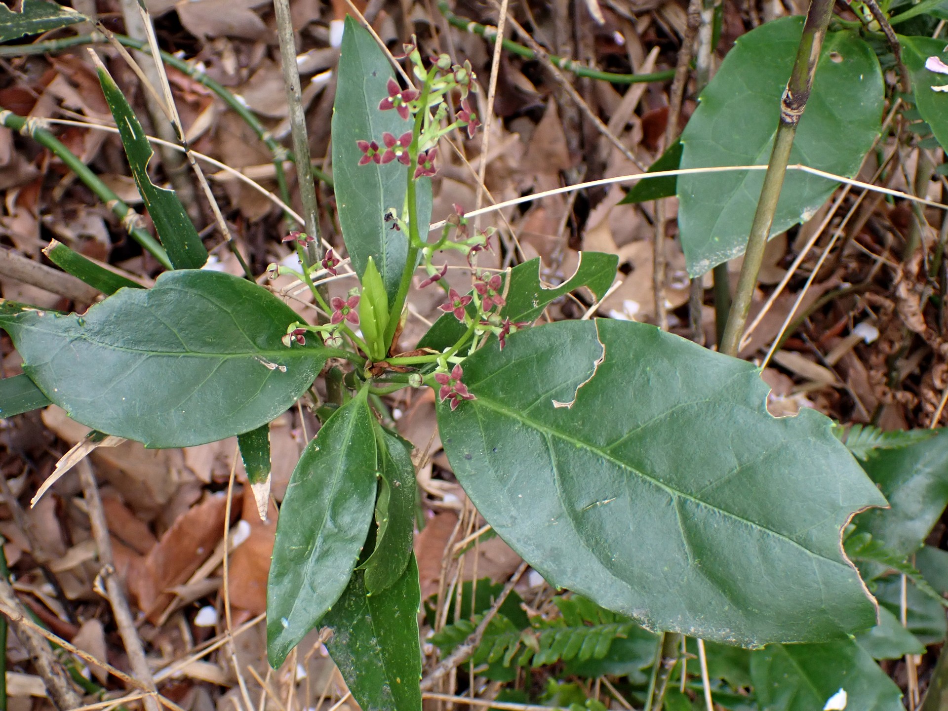 アオキ の高画質写真です。横浜市で、2025年4月8日に撮影したものです。