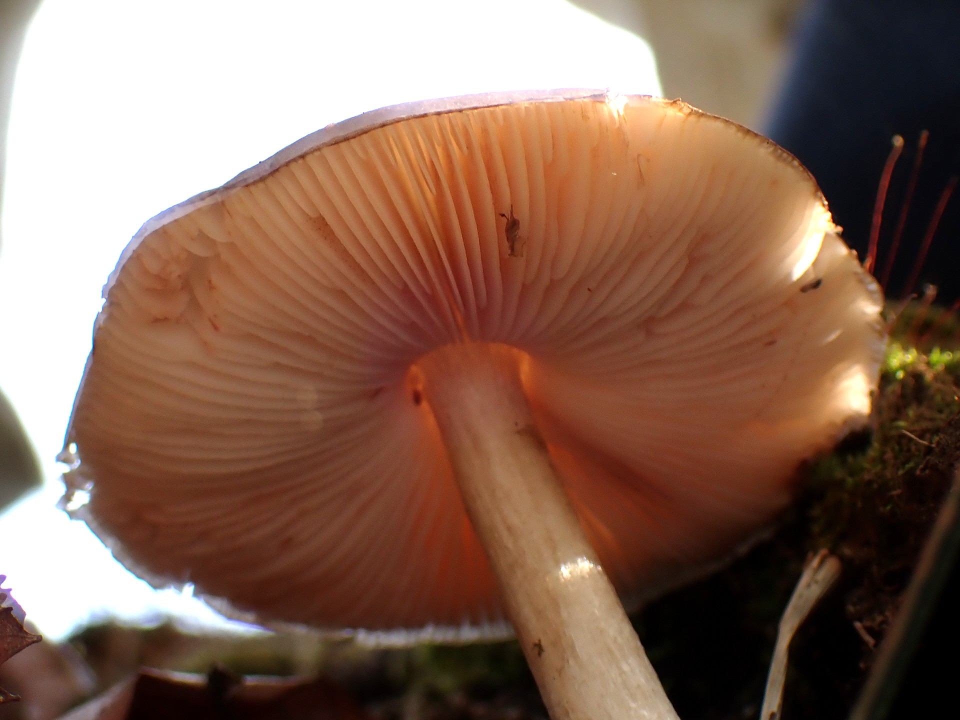 ベニヒダタケ の写真です。横浜市で、2025年4月5日に撮影したものです。