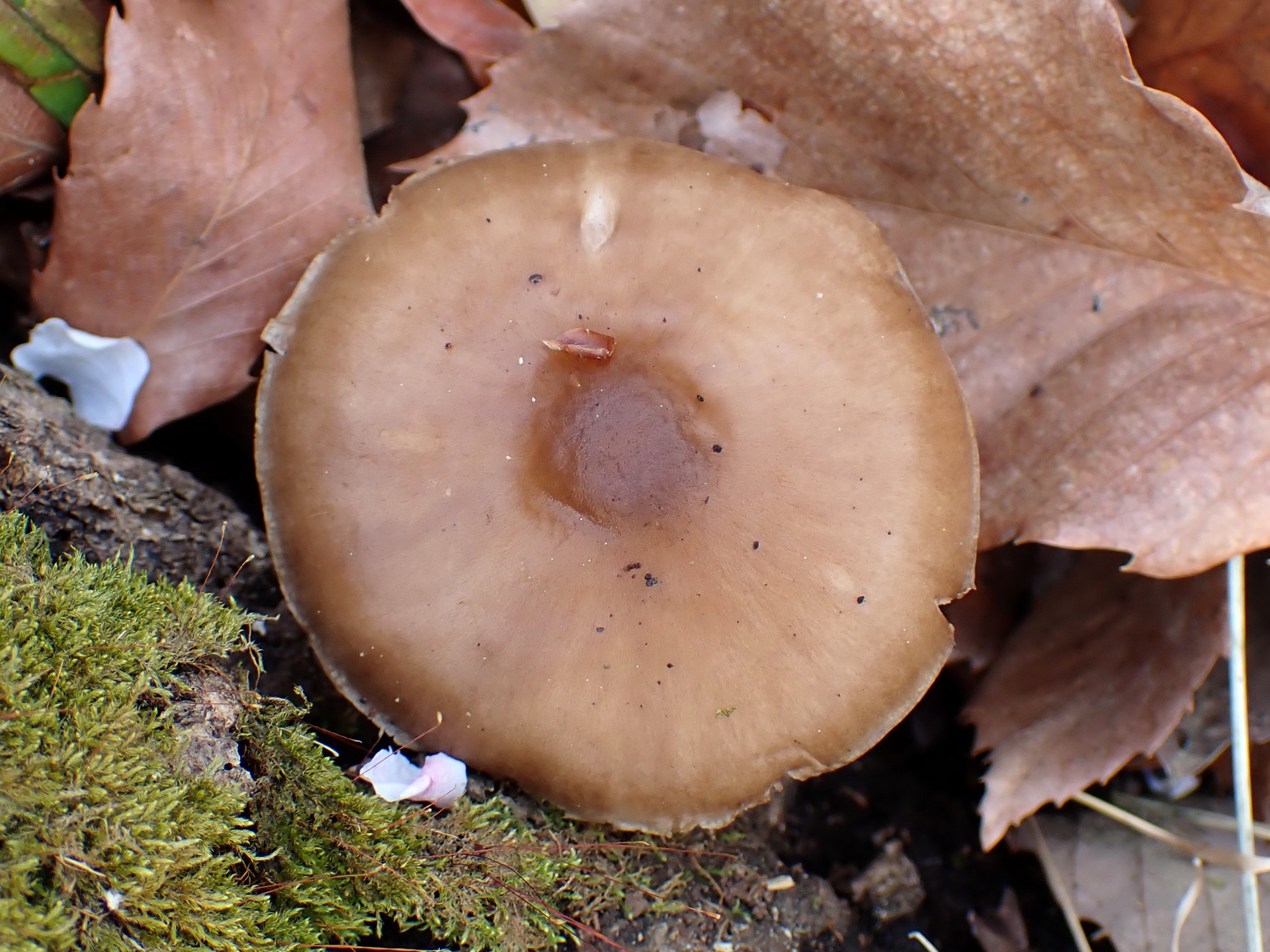 ベニヒダタケ の写真です。横浜市で、2025年4月5日に撮影したものです。