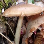 ベニヒダタケ の写真です。横浜市で、2025年4月5日に撮影したものです。