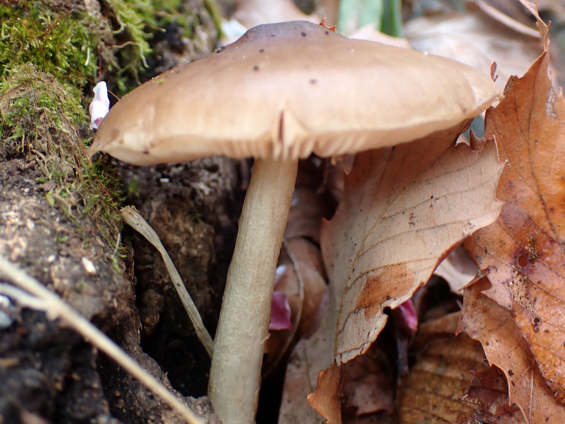 ベニヒダタケ の写真です。横浜市で、2025年4月5日に撮影したものです。