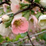 ボケ の写真です。横浜市で、2025年4月3日に撮影したものです。