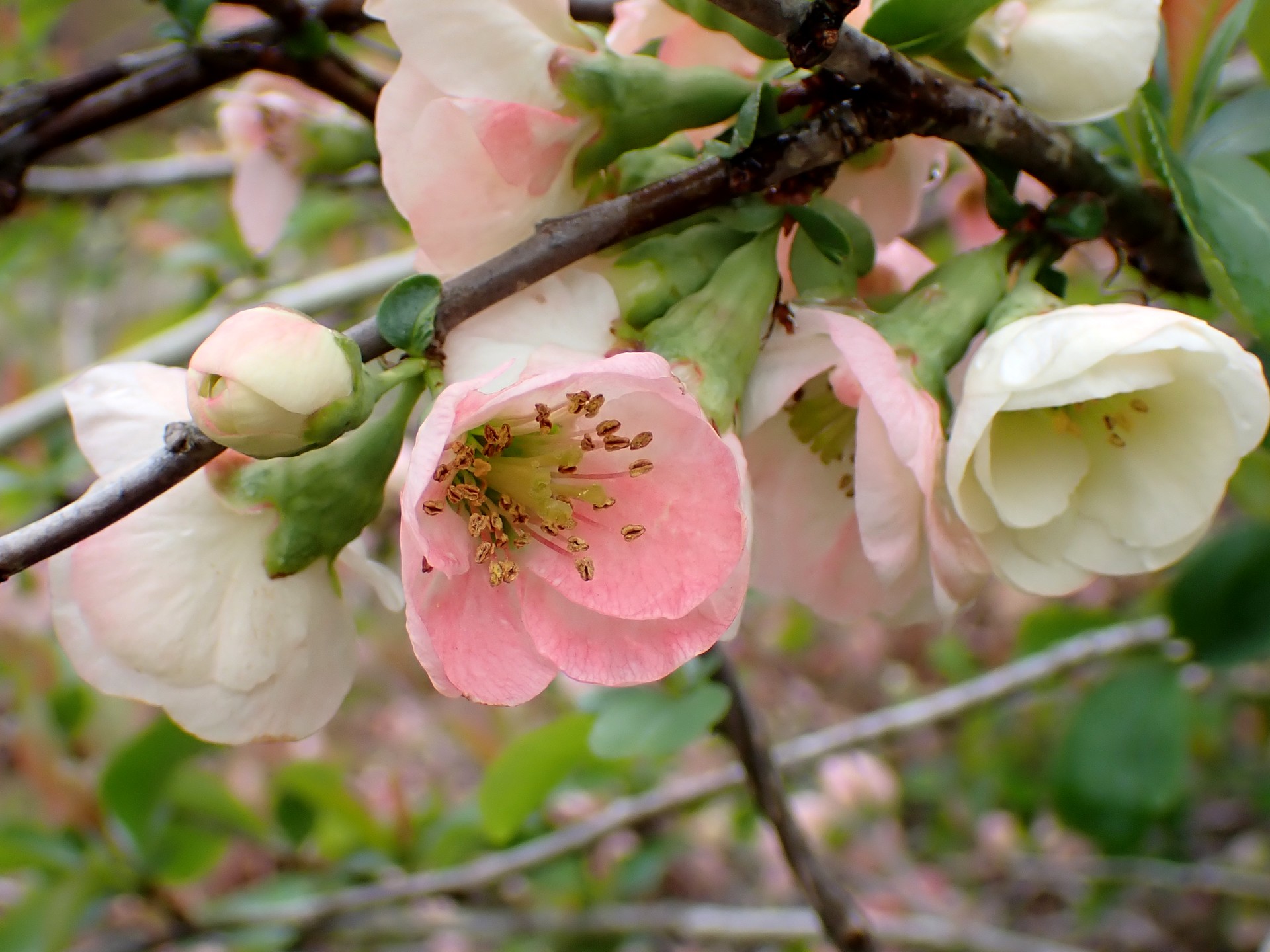ボケ の写真です。横浜市で、2025年4月3日に撮影したものです。