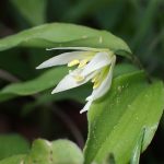 チゴユリ の高画質写真です。横浜市で、2025年4月16日に撮影したものです。