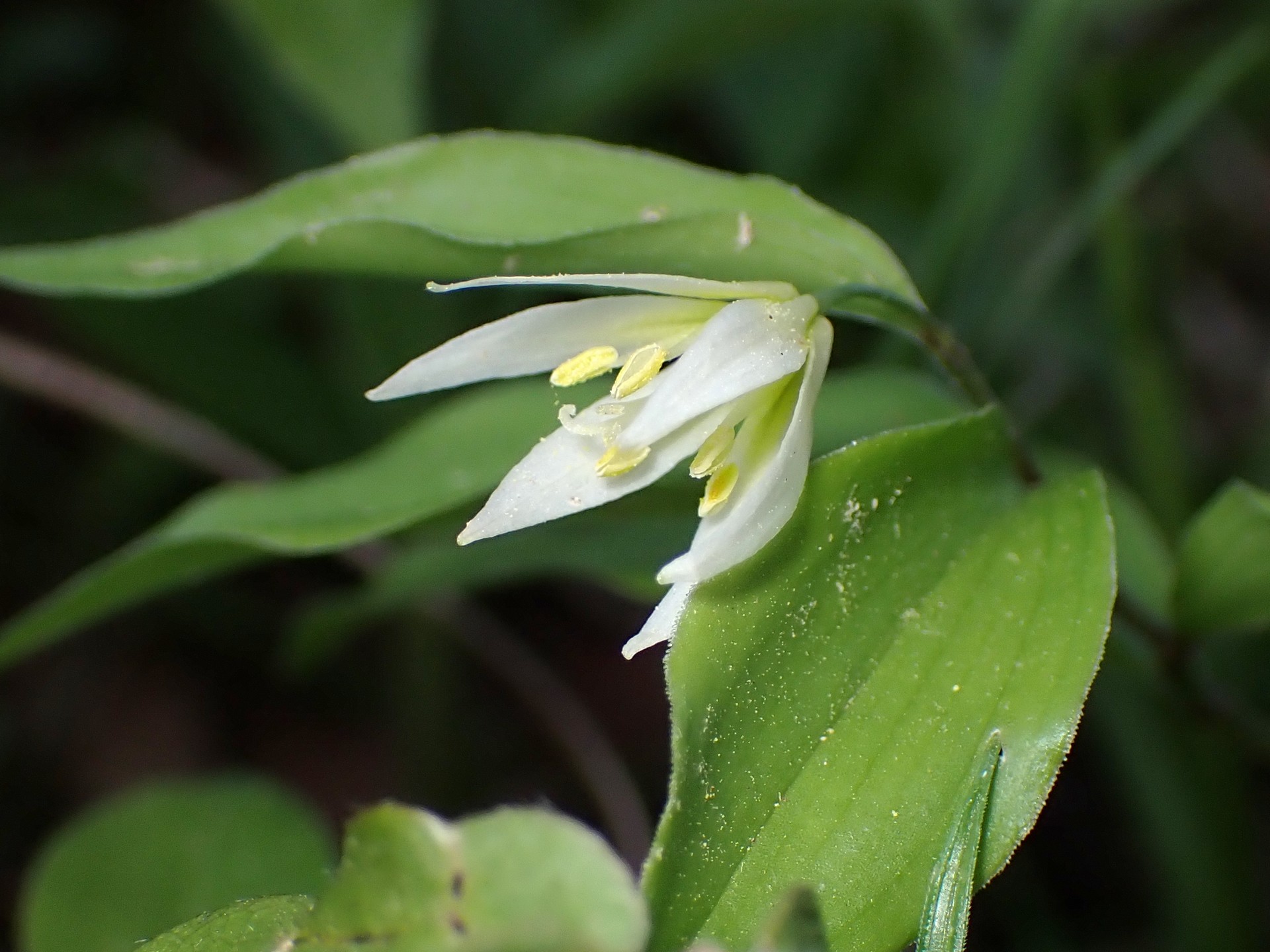 チゴユリ の高画質写真です。横浜市で、2025年4月16日に撮影したものです。