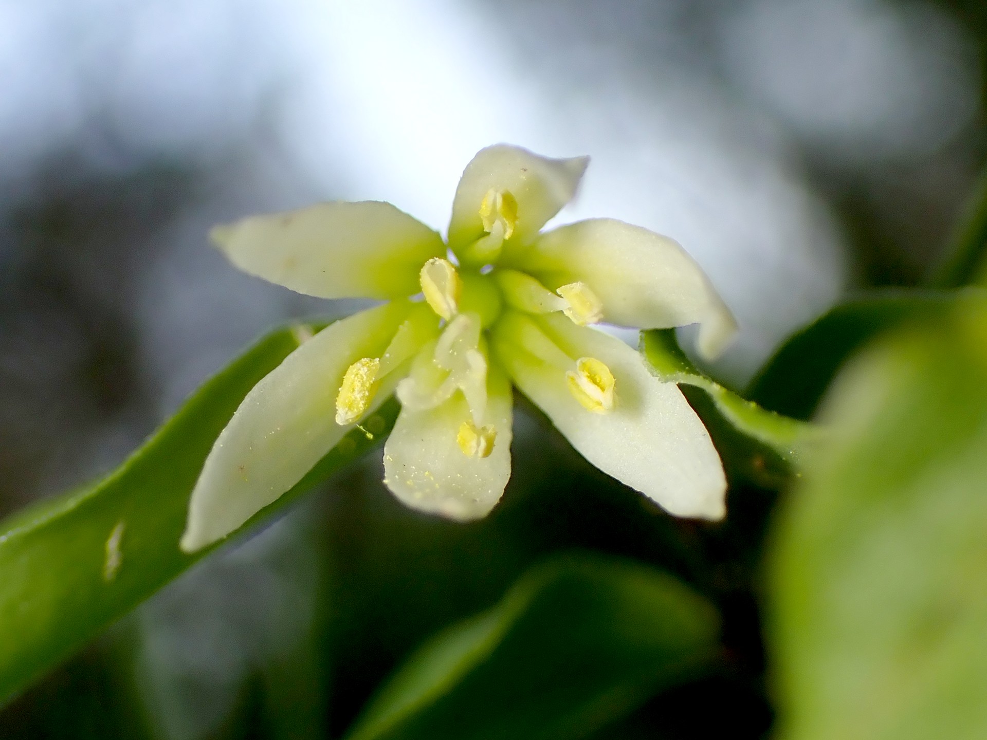 チゴユリ の高画質写真です。横浜市で、2025年4月16日に撮影したものです。